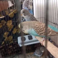 فروش مرغ عشق مولد و انگلیسی|پرنده|تکاب, |دیوار