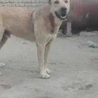 سگ گم شده