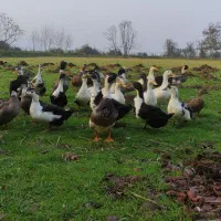 اردک چاق|حیوانات مزرعه|ماکلوان, |دیوار