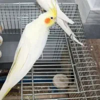 عروس هلندی لوتینیو