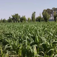 اجاره زمین کشاورزی