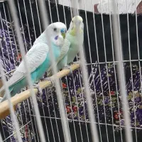 2 جفت مرغ عشق|پرنده|مشهد, قائم|دیوار