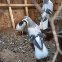 کو بدرنگ|پرنده|تاکستان, |دیوار