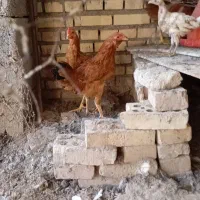 نیمچه مرغ عربی