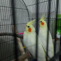 جفت عروس هلندی کینگ