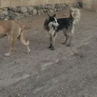 واگذاری سگ هاسکی