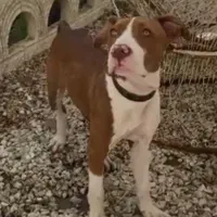 گمشده|حیوانات|قزوین, |دیوار