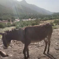 الاغ|حیوانات مزرعه|رودشت (چهارمحال و بختیاری), |دیوار
