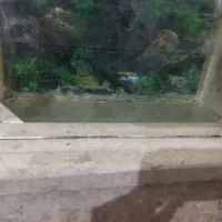 آکواریوم|ماهی|قوچان, |دیوار