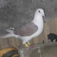 گراف سرخ نر