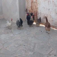 مرغ و خروس|حیوانات مزرعه|مشهد, دهشک|دیوار