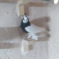 فروش کفتر|پرنده|داراب, |دیوار