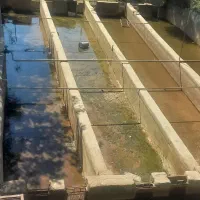 اجاره پرورش ماهی ۱۵تنی...