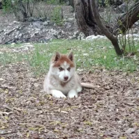 واگذاری سگ هاسکی توله