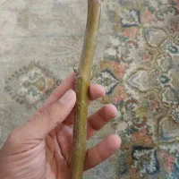 پیوندک گردو چندلر