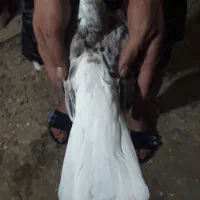 بشرط‌جوجه‌وگشت|پرنده|پاپی, |دیوار