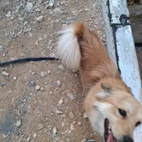 واگذاری اشپیتز