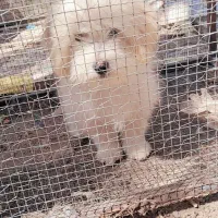 سگ شیتزو|سگ|بم, |دیوار