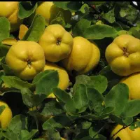 نهال گردو بادام هلو شلیل زردآلو|گل و گیاه طبیعی|رشت, شهرک قدس|دیوار