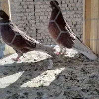 کفتر پرشی|پرنده|قم, چهل درخت|دیوار