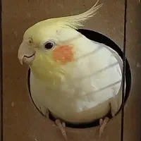 عروس هلندی گمشده ، محدوده شهرک مسعودیه