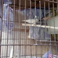 یک جفت مرغ عشق مولد با یک جفت فنچ|پرنده|اسلام‌شهر, صادقیه|دیوار