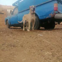 سگ سرابی اصیل