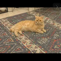 پسر کاراملی