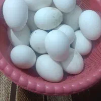 تخم قوغازاصل