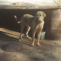 واگذاری سگ ماده پژدر جوان و سالم|سگ|قزوین, |دیوار