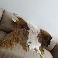 پوست بز طبیعی