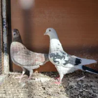 کفتر پرشی تهران