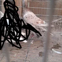 کبوتر|پرنده|قزوین, |دیوار