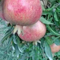 انارشیرین کلباد دانه درشت وقرمز رسیده وآبدار