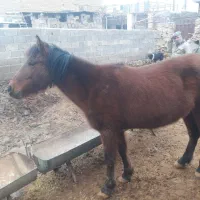 اسب گلگی آبستن فروشی|اسب و تجهیزات اسب‌سواری|مشهد, شهرک بهارستان|دیوار