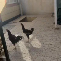 خروس لاری درجه یک پا بلند جنگی پرنده کفتر کبوتر|حیوانات مزرعه|همدان, |دیوار