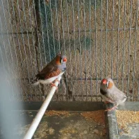 فنج کینگ و توت فرنگی