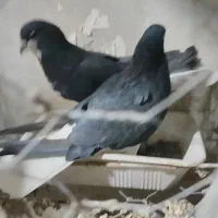 نره ماده خوشرنگ یقه بسته|پرنده|لنجان, |دیوار