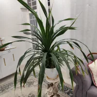 گل پاندانوس با گلدان|گل و گیاه طبیعی|تربتحیدریه, داروپخش|دیوار