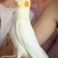 جوجه 60روزه که کلا با سرلاک بزرگش کردم