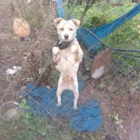 سگ پامر اشپبتز