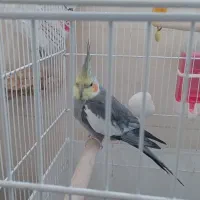 عروس هلندی|پرنده|صباشهر, |دیوار