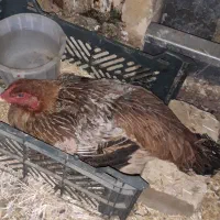 مرغ لاری کرچ