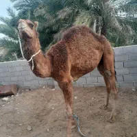 شتره 2سال نیم