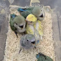 طوطی/کوتوله برزیلی/سرلاکی