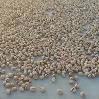 پسته کله قوچی و فندقی