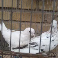 کفتر سالم|پرنده|خلخال, |دیوار