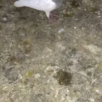 فروش کبوتر