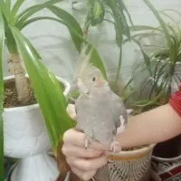 عروس هلندی ماده