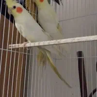 عروس هلندی لوتینو|پرنده|رودسر, |دیوار